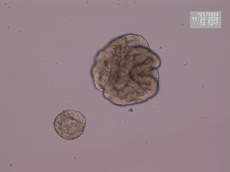 Implementation of organoids in animal breeding and nutrition research, TKI Agri&amp;Food