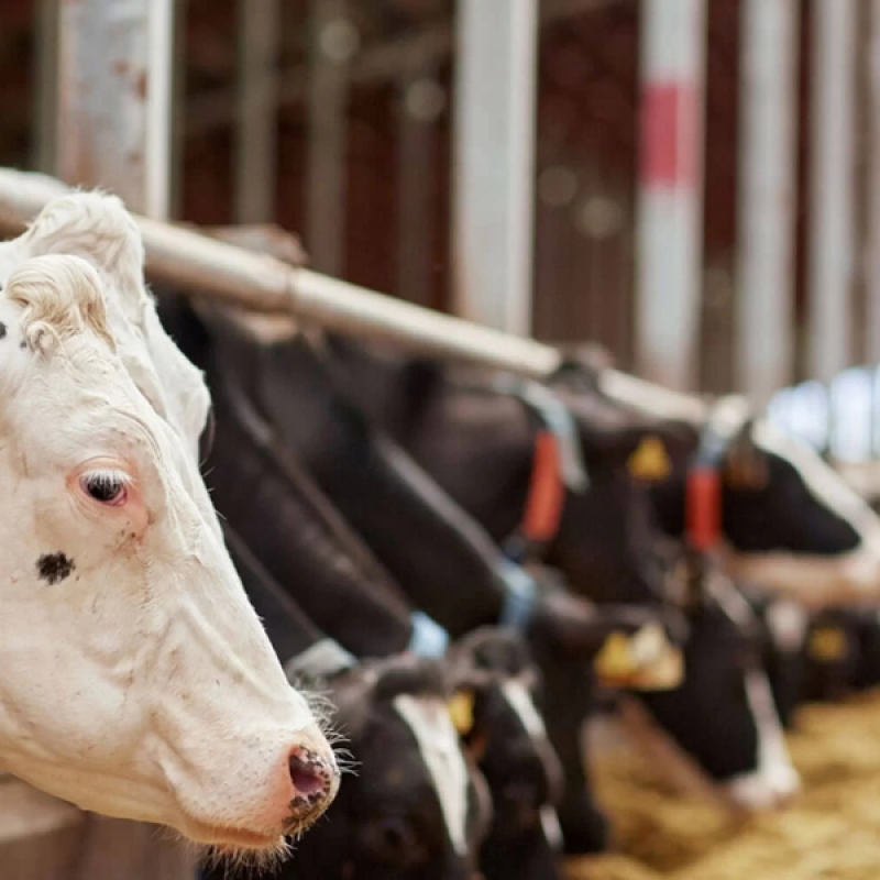 Re-Livestock: Resilient farming systems; EU Horizon 2020