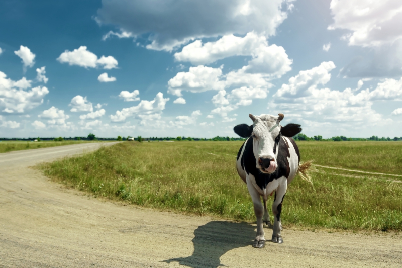 Climate Smart Cattle Breeding; TKI Agri&amp;Food