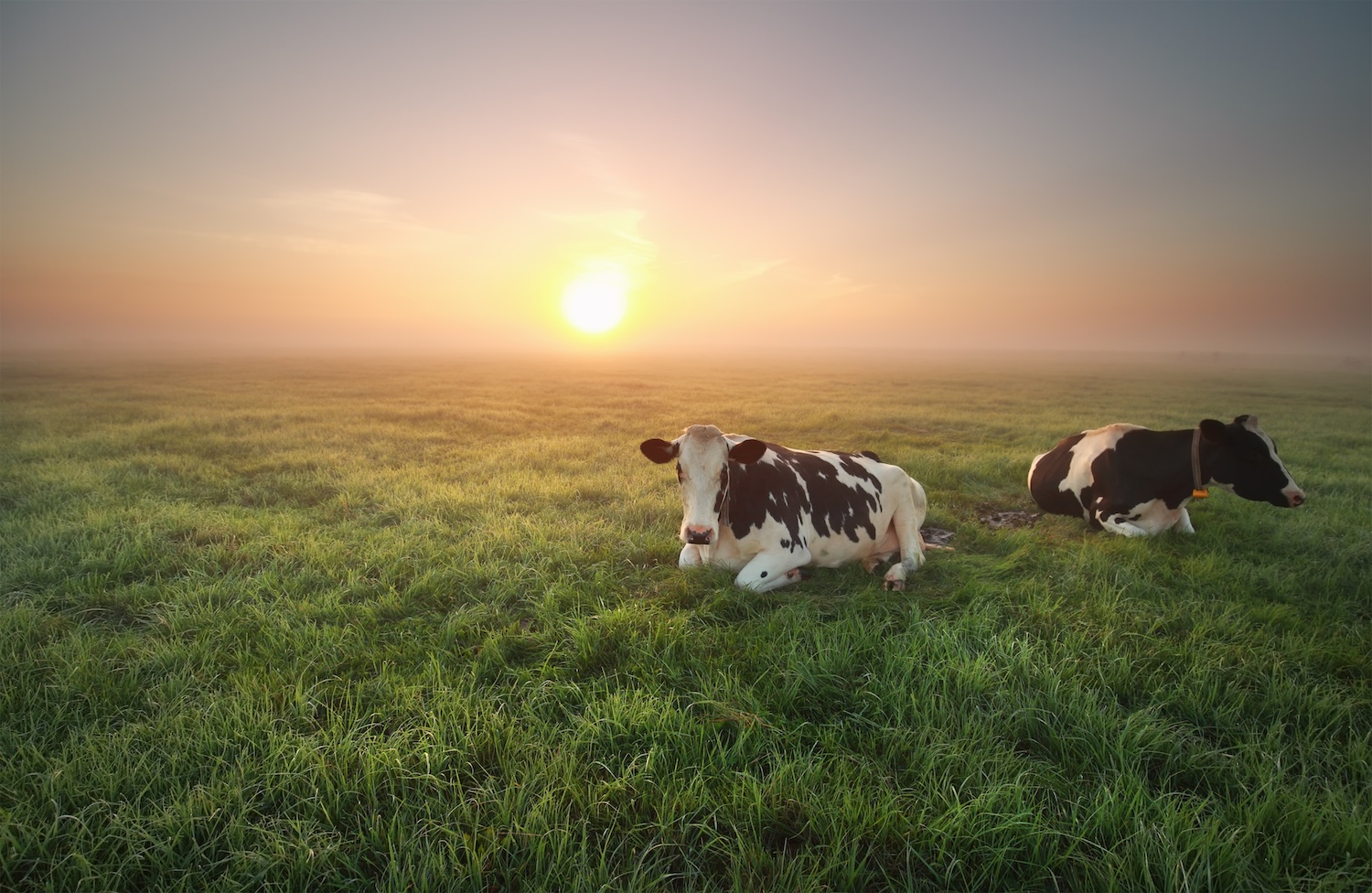 BovReg: Understanding cattle genome; EU Horizon 2020