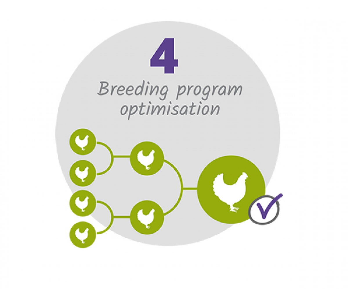 Genomic breeding program optimisation